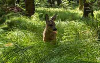 Die Wiese